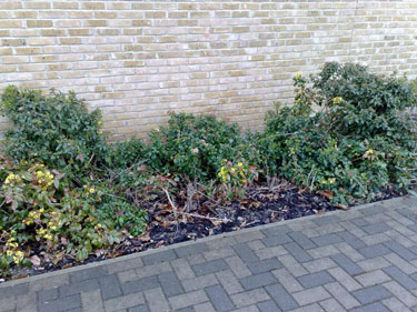 After Litter Removal