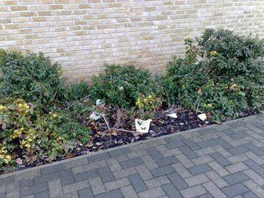 Before Litter Removal